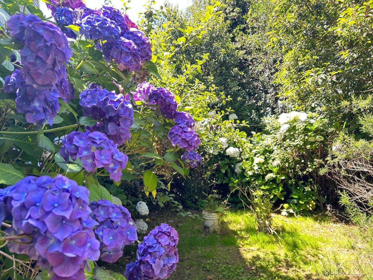 Purple Fox Hotel Ancud Bagian luar foto